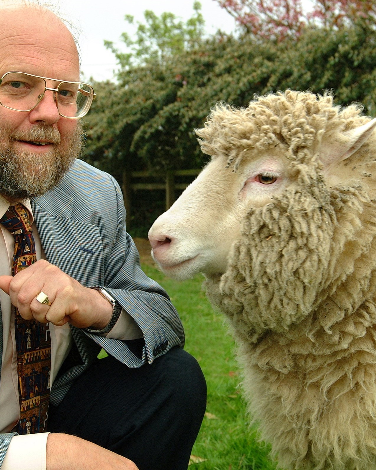 The cloned sheep Dolly