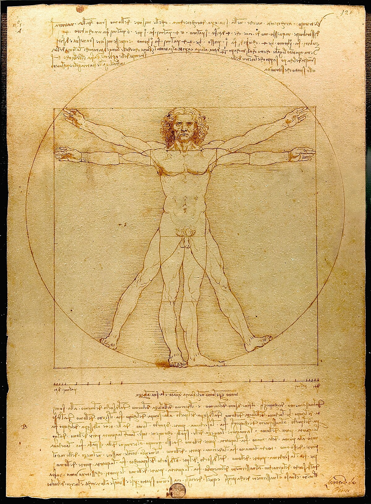 Leonardo Da Vinci's vitruvian man